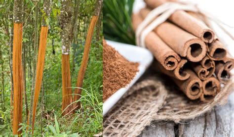 How Do You Grow Cinnamon A Complete Guide To Growing Cinnamon Trees