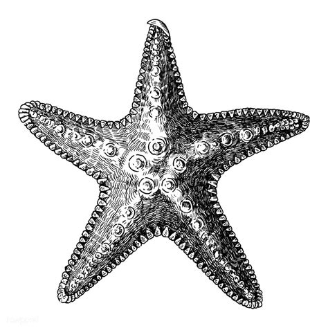 Hand Drawn Sea Starfish Isolated Premium Image By How