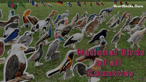 National Birds Of All Countries List Of Every Country Official Birds