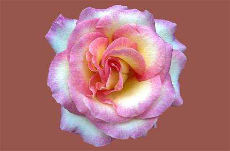 Free Images Flower Petal Pink Close Floribunda Rose Bloom