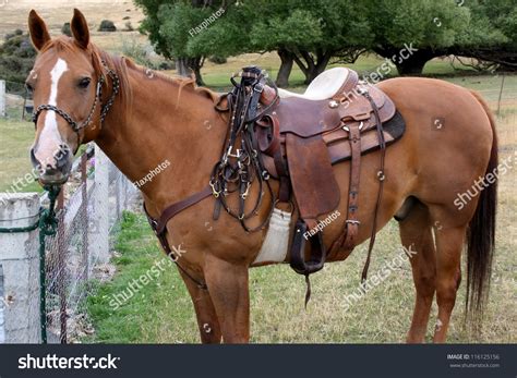 Quarter Horse Saddle Stock Photo 116125156 Shutterstock