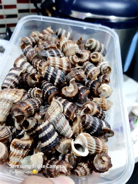 Bahan b (dikisar) 10 bji cili api 2 biji cili merah 10 biji bawang kecil 1 inci kunyit hidup DANA: RESEPI MASAK LEMAK CILI API SIPUT SEDUT