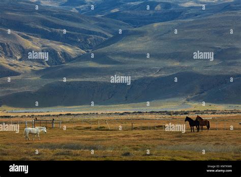 Horses And Farmland Near El Chalten Patagonia Argentina South