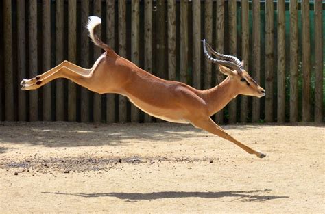 Free Images Animal Jump Wildlife Zoo Mammal Fauna Antelope