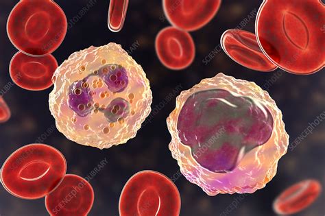 Neutrophil And Monocyte White Blood Cell Illustration Stock Image