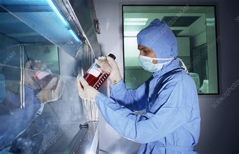 A belgian plant originally owned by henogen but bought by thermo fisher scientific in early 2021, and another, halix, in the netherlands. Vaccine production - Stock Image G255/0131 - Science Photo ...