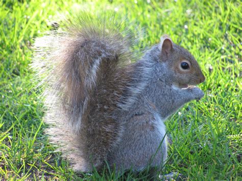 2.4 get rid of attractant in the garden: Squirrels: How to Identify, Control, and Get Rid of ...