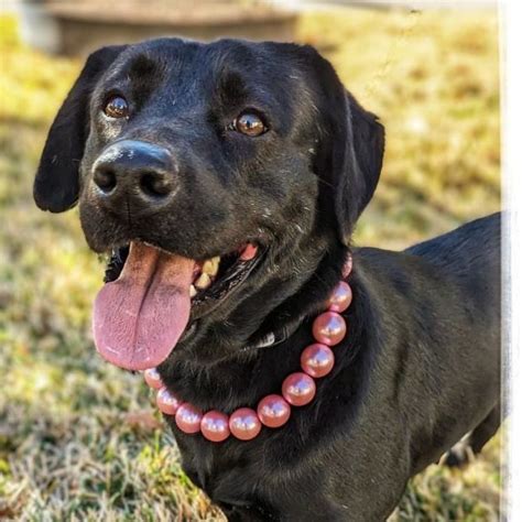 Dog For Adoption Pretty Paisley An Affectionate Girl A Labrador