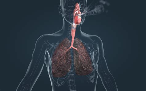 Effects Of Smoking On The Lungs 3d Scene Mozaik Digital Education