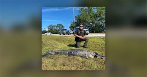 ‘agitated Alligator Removed From Florida Road Fwc Warns Against