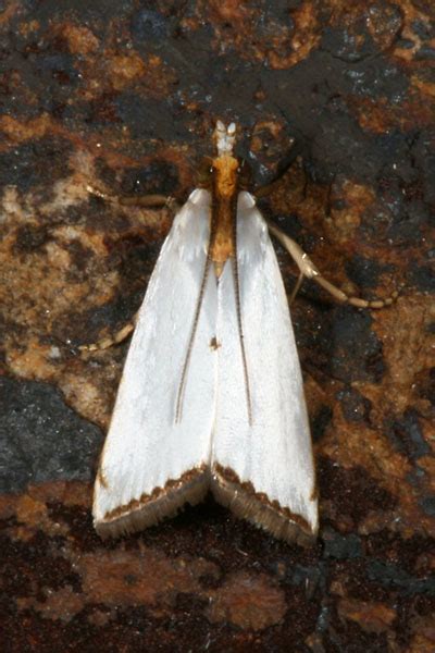 Urola Nivalis The Snowy Urola Moth