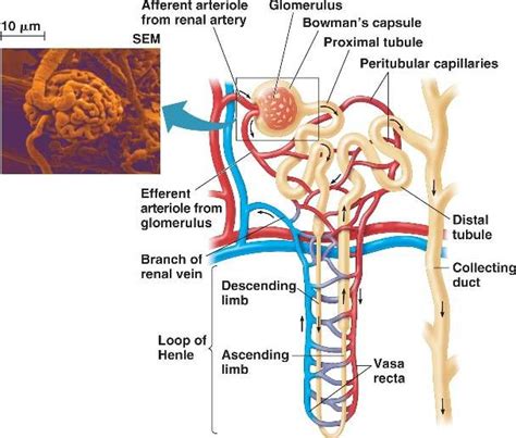 Functional Unit Of The Kidney Christian Metcalfe