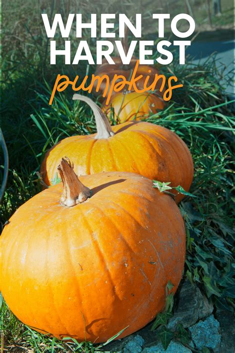 How And When To Harvest Pumpkins Growfully