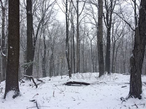Bensozia In The Snowy Woods