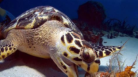 They move very slowly when they are on land due to the design of their bodies. Hawksbill Sea Turtle Facts and Pictures | Reptile Fact