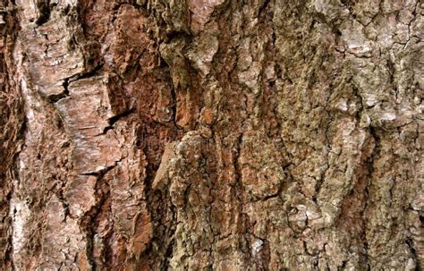 Texture Of Birch Tree Bark Close Up Stock Photo Image Of Backdrop