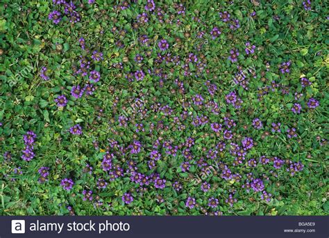 How to identify lawn weeds. Self heal (Prunella vulgaris) flowering lawn weed in uncut ...