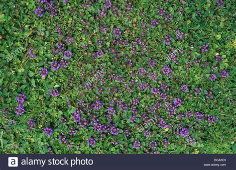 Threeways (2,4d + mcpp + dicamba) alone will not control purple deadnettle. Self heal (Prunella vulgaris) flowering lawn weed in uncut ...