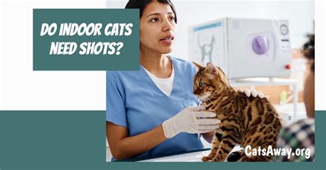 Do Indoor Cats Need Shots Protecting Your Pet From Disease