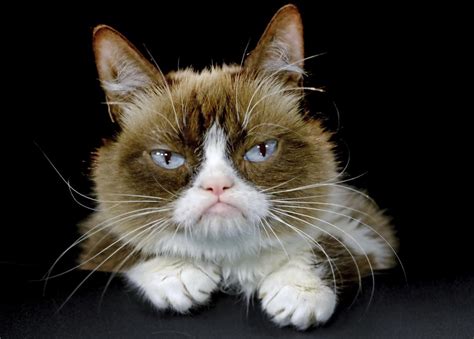 Grumpy Cat Who Entertained Millions Online Dies At Age 7 The Columbian