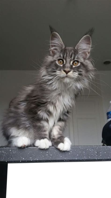 I want a big maine coon, is a phrase we if you are wanting to see maine coons it would be a good idea to visit a cat show in your area. 11 best Maine Coon - Blue Solid images on Pinterest ...