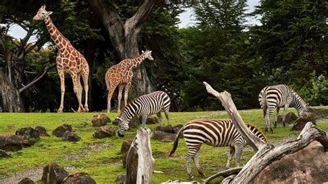 Zoológicos Acuarios Y Manglares En Línea Que Puedes Visitar ¡gratis