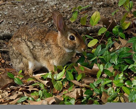 Basil, marjoram, mint, oregano, parsley, savory and tarragon. How to Deter Rabbits From Eating Your Garden | HubPages