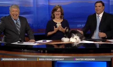 watch at it like rabbits bunnies embarrass tv presenters by mating on live show nature
