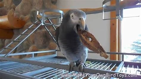 Make Your Own Bird Toys Mahogany Pods Youtube