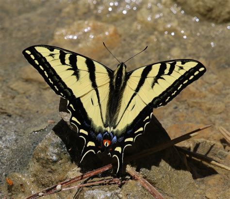 Western Tiger Swallowtail Papilio Rutulus 01 Jun 2018 CA Flickr