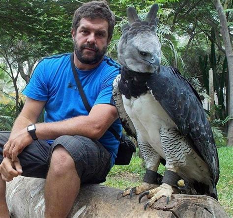 Meet The Harpy Eagle Named After A Monster In Greek Mythology