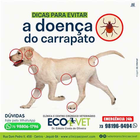 Sintomas Da Doença Do Carrapato Em Bovinos