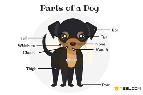 Parts Of A Dog Useful Dog Anatomy With Pictures 7esl