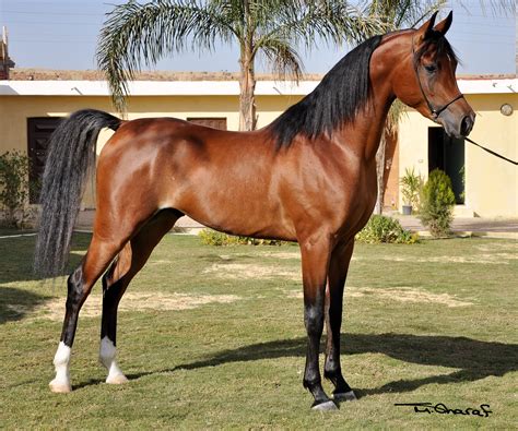 News From The Sequel Rca Son In Cairo Beautiful Arabian Horses