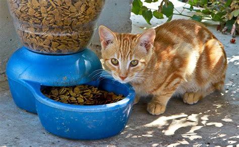 How to tell if your cat is pregnant? Cat Pregnancy - How To Tell If A Cat Is Pregnant? And All ...