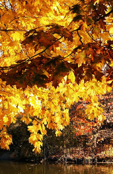 Central Park Fall Foliage 3 Photograph By Frank Mcadam