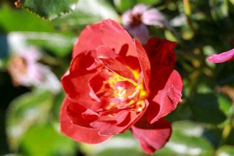 rose espresso bush form hello hello plants and garden supplies
