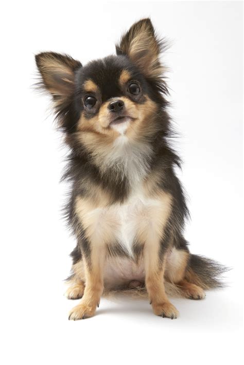 Baby Long Haired Chihuahua Black And White Pets Lovers