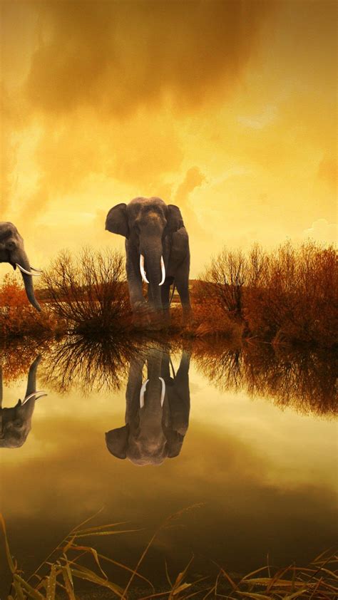 2160x3840 Elephants Wildlife River Thailand Sony Xperia Xxzz5 Premium