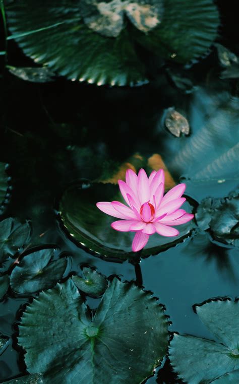 Lotus Flower Hd Wallpapers For Android Best Flower Site