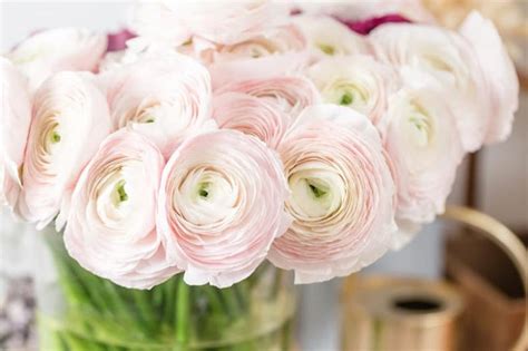 Light Pink Buttercup 25 Seeds Ranunculus Asiaticus Peony Etsy