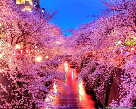 Japan Sakura Cherry Blossom Wallpaper Cherry Blossom Background