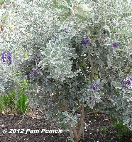 The mountain laurel designs exodus is a frameless 58l backpack that weighs 16 ounces. Plant This: Silver Peso Texas mountain laurel shines in ...