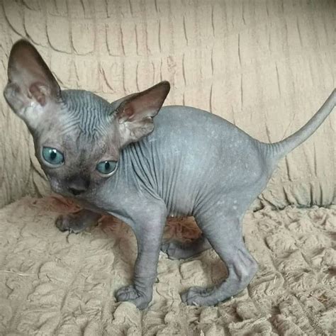 We receive no government funding and your donations help us to take care of animals that desperately need our help. Sphynx Kittens for Sale Near Me | Sphynx Cats for sale 2020