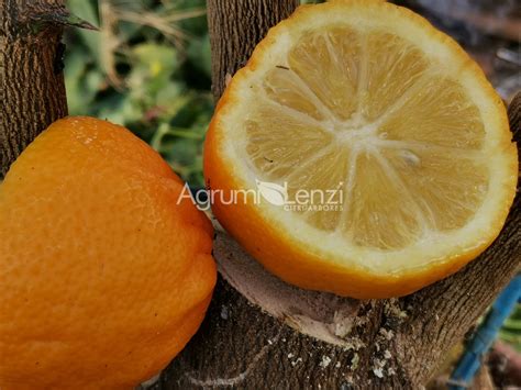 Limone Volkameriano Citrus Volkameriana Agrumi Lenzi