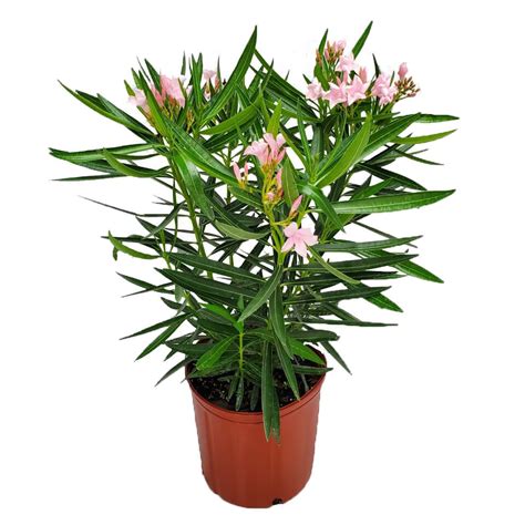 Oleander Bush Petite Pink Tropical Plants