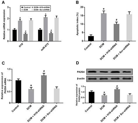 A The Expression Of H19 And Mir 675 In Myocardium Was Detected By