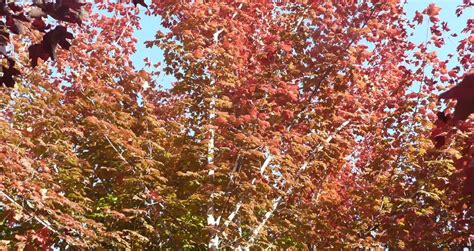 Florida Maples Will Reward With Brilliant Fall Color