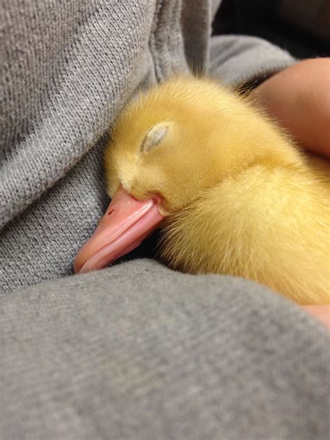 This Baby Duck Is Sleeping So People Who Are Also Going To Sleep Good