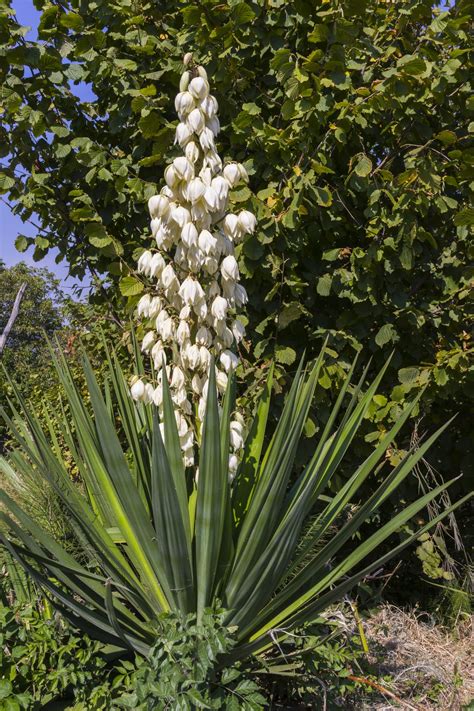 Now you've got a few more plants to add to your. Cold Hardy Yucca Varieties: Growing Yucca Plants In Zone 4 ...